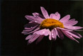 Daisy with Raindrops